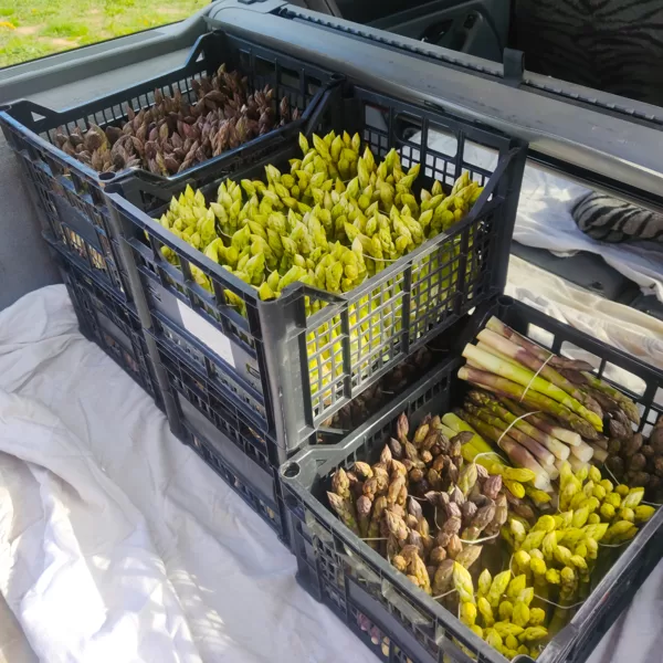 Šparagai išvažiuoja vietos klientams